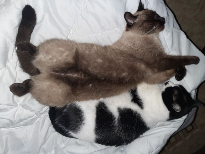  - Pisicii mei în noiembrie 2020