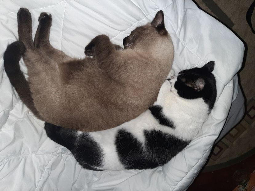  - Pisicii mei în noiembrie 2020