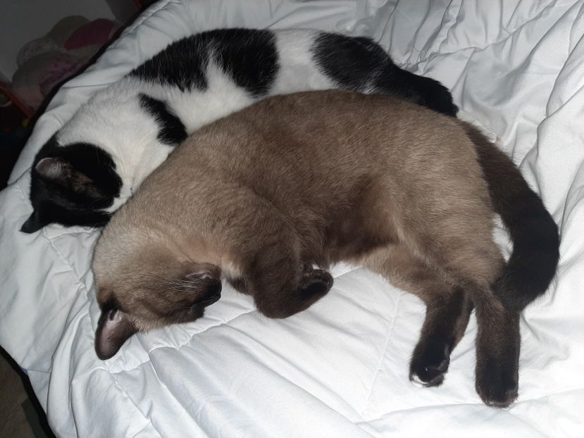  - Pisicii mei în noiembrie 2020