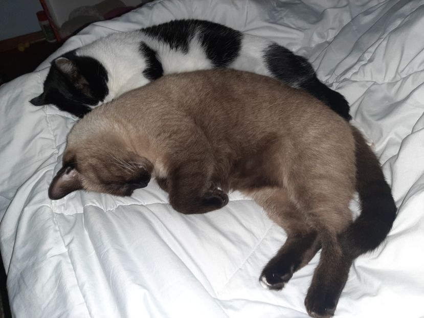  - Pisicii mei în noiembrie 2020