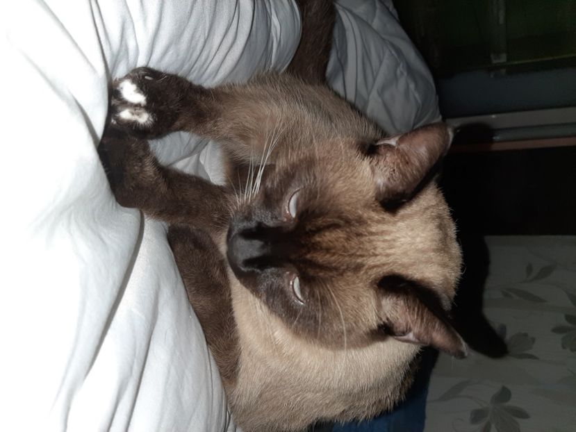  - Pisicii mei în noiembrie 2020