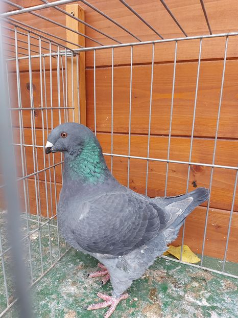 M 2020 - Tineret 2020