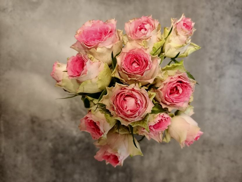 Nu sunt achi, dar încerc... - Trandafiri