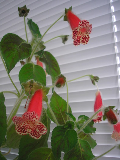 Bibbi - KOHLERIA