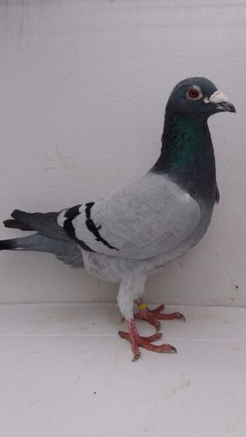 M 2016 vandut - De! voiajori vanduti