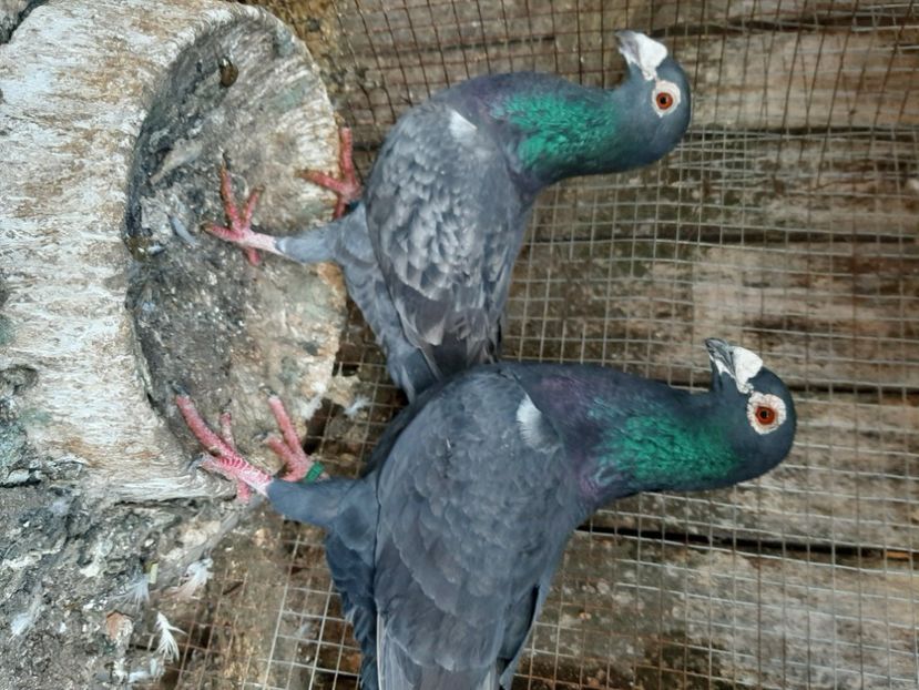 Per 2019 - PT UN PRIETEN