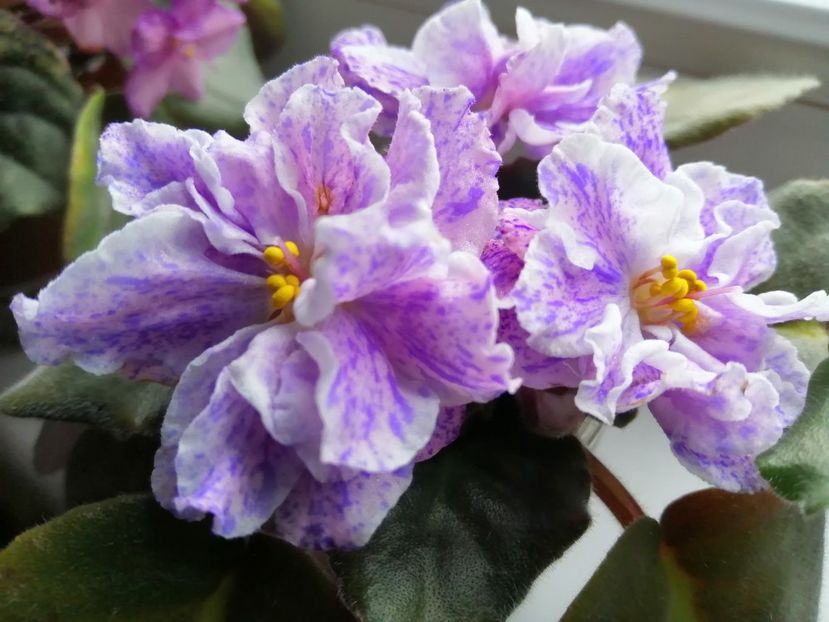  - Rs Morskaya Princessa