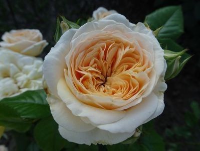 Model - Amber Abundance