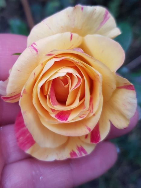 Cămile Pissaro - Trandafiri