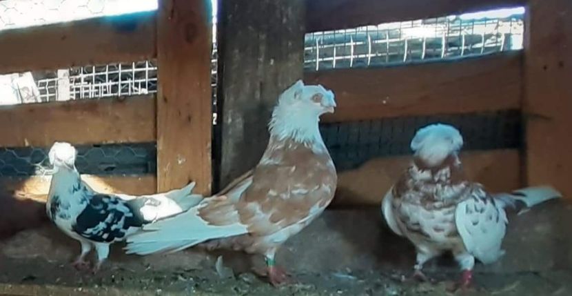  - 8-Jucatorii de Ardeal vechi