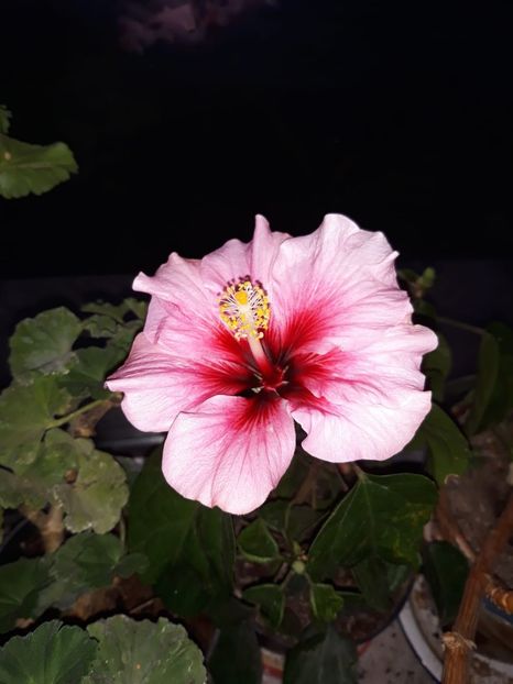 IMG-20201119-WA0003 - Hibiscus