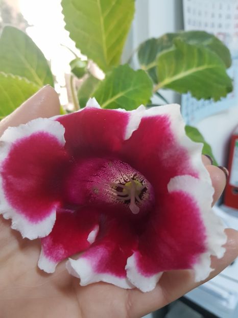  - Alte flori