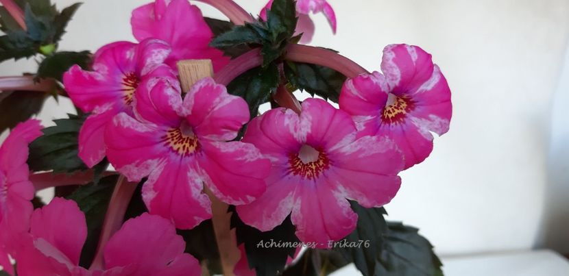 o planta a inflorit cu dungi toata vara - Madam Bovary