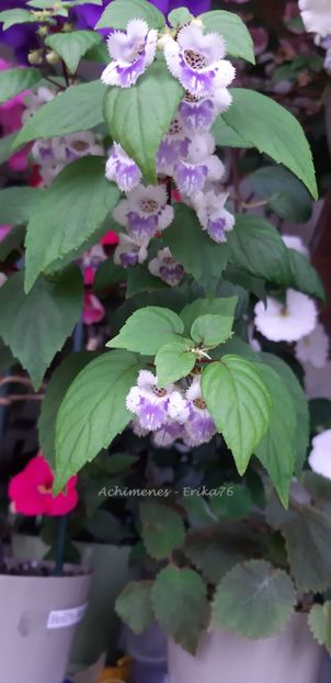  - fimbriata - botanical