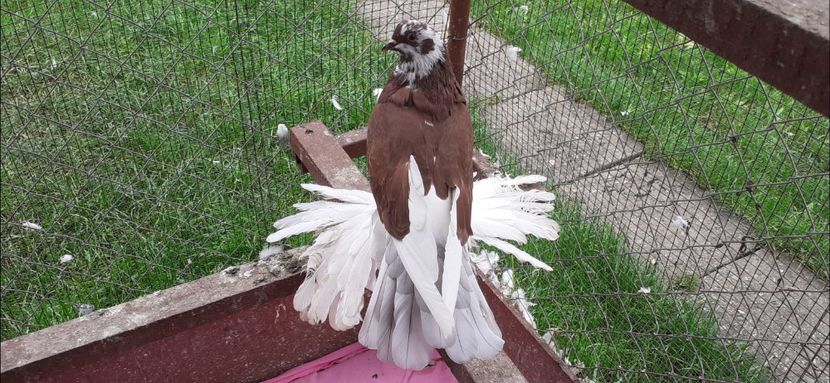 Femela 5 - TAPALAGOSI - 2021