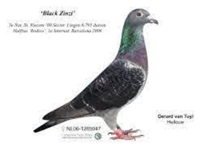 BLACK ZINZI - ZWARTE SNIP - Gerard van Tuyl inteelt LADY PIPPA nepoata BLAUWE SNIP dublu strănepoata RODICO