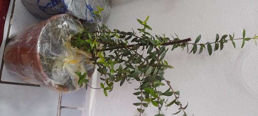 Mirt - Myrtus Communis - Noutati in colectia mea 2020