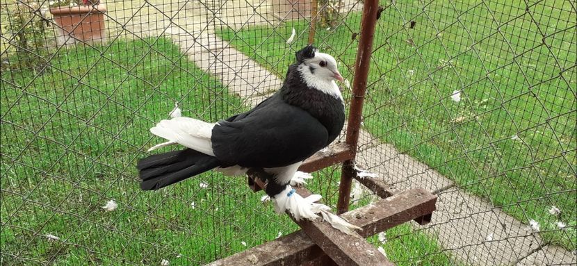 Mascul 17 - TAPALAGOSI - 2021