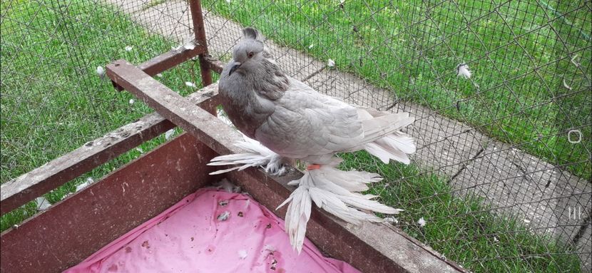 Femela 6 - TAPALAGOSI - 2021