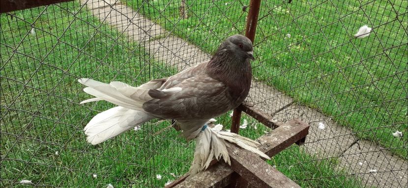 Mascul 10 - TAPALAGOSI - 2021