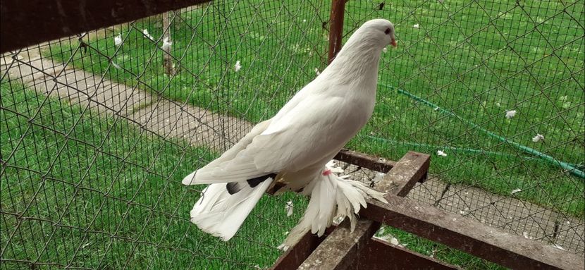 Mascul 9 - TAPALAGOSI - 2021