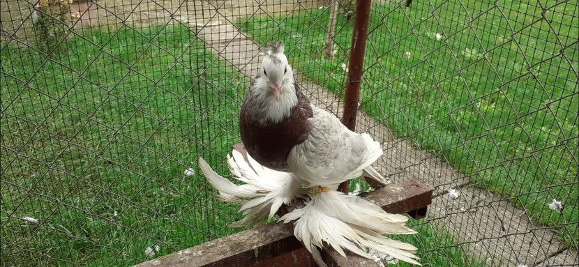 Femela 7 - TAPALAGOSI - 2021