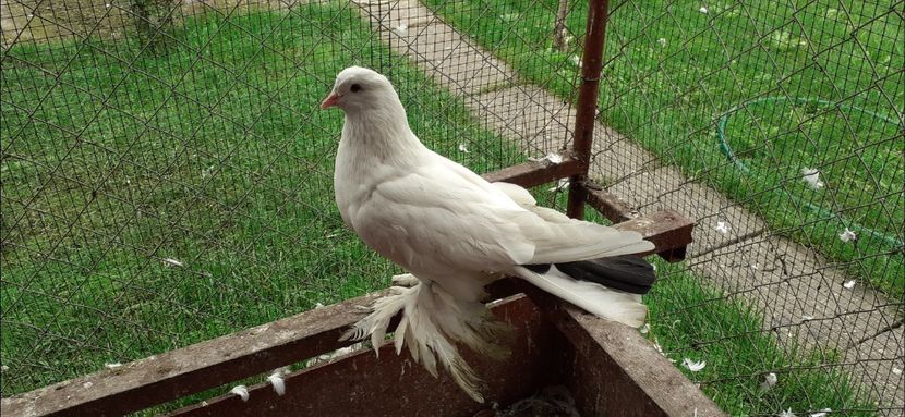 Femela 8 - TAPALAGOSI - 2021