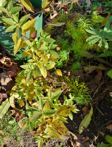  - 2020 - 03 - Toamna