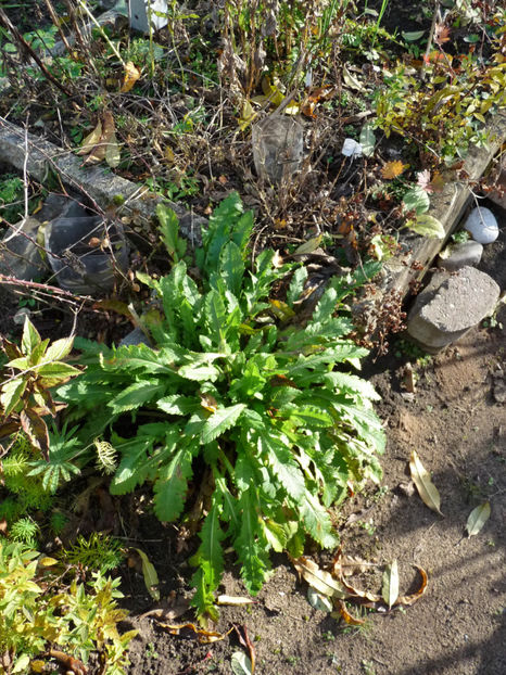  - 2020 - 03 - Toamna