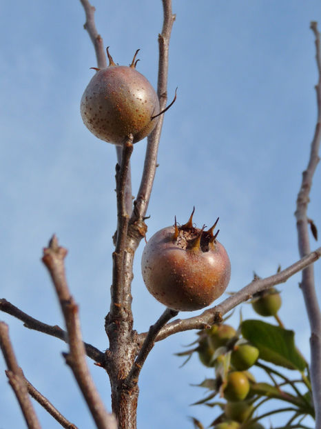  - 2020 - 03 - Toamna