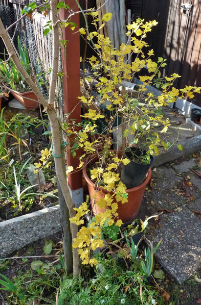  - 2020 - 03 - Toamna