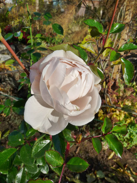  - 2020 - 03 - Toamna