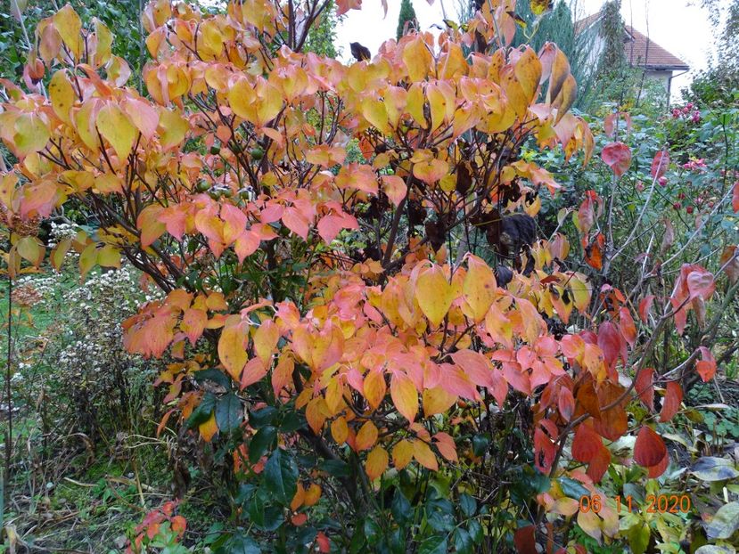  - Copacei si arbusti 2020