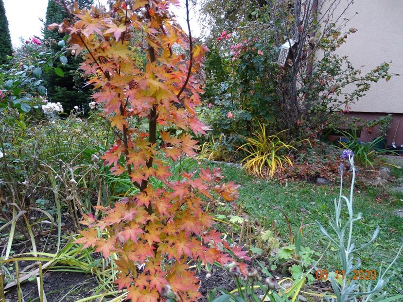  - Copacei si arbusti 2020