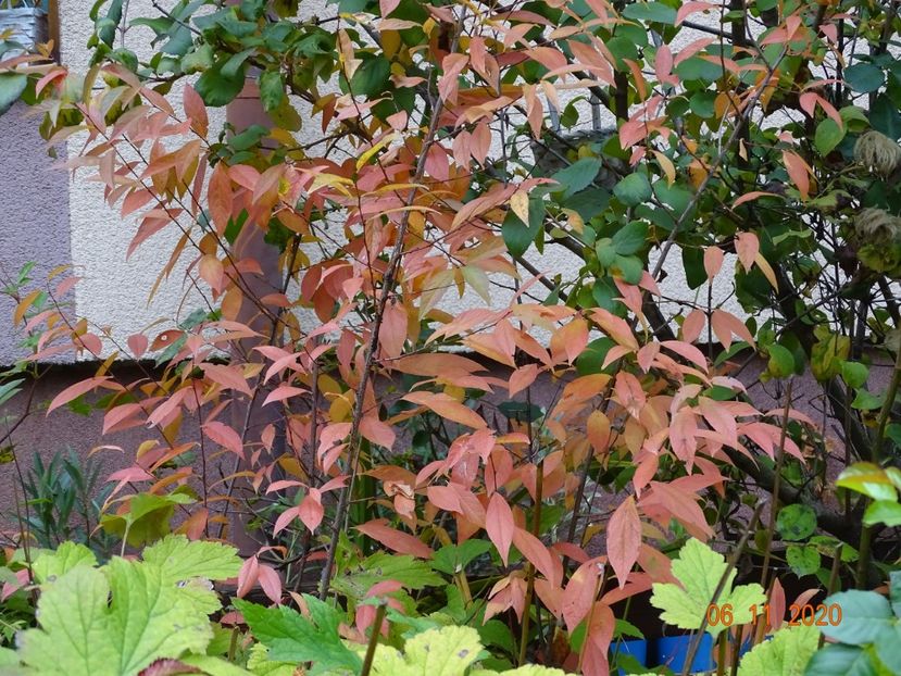  - Copacei si arbusti 2020