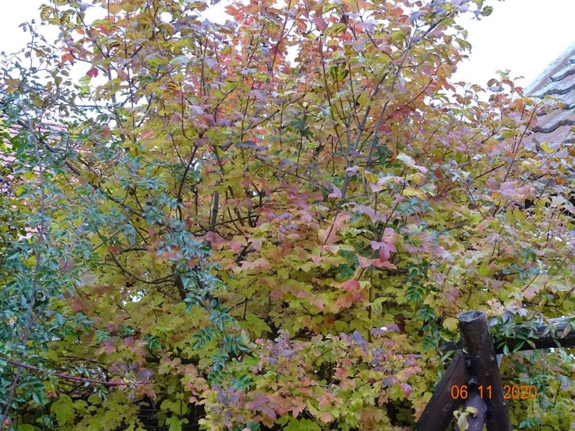  - Copacei si arbusti 2020