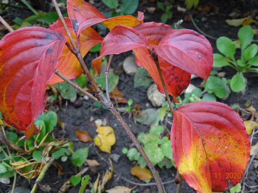  - Copacei si arbusti 2020