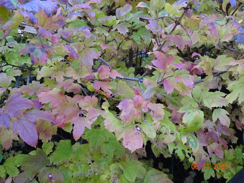  - Copacei si arbusti 2020