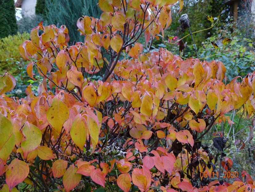  - Copacei si arbusti 2020