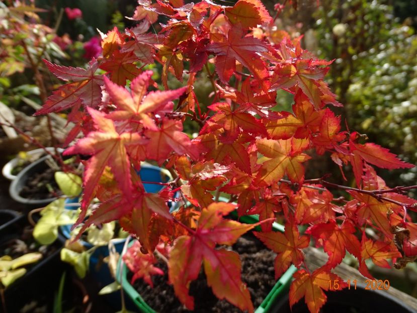  - Copacei si arbusti 2020