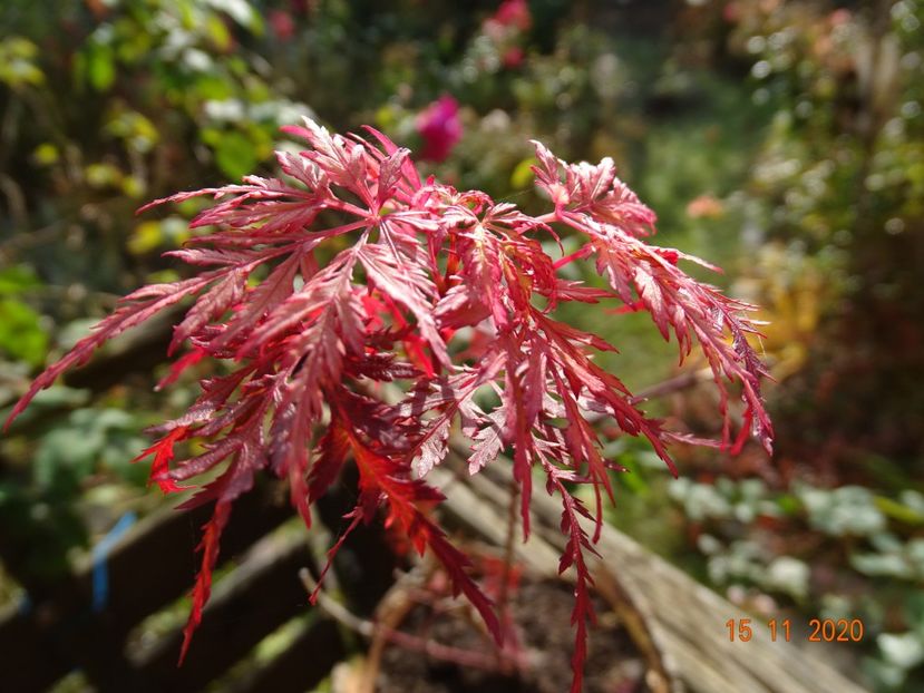  - Copacei si arbusti 2020