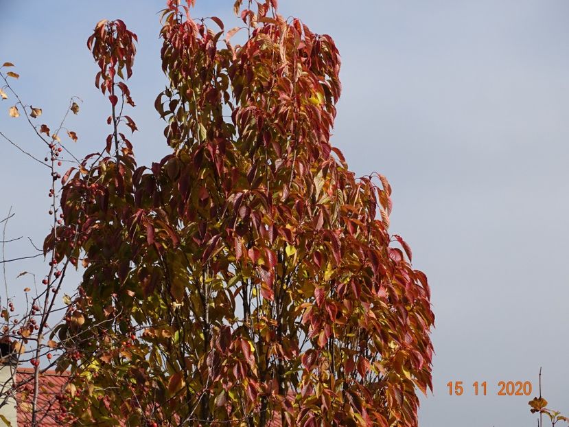  - Copacei si arbusti 2020