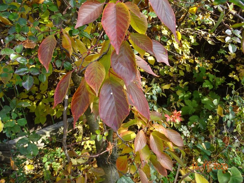  - Copacei si arbusti 2020