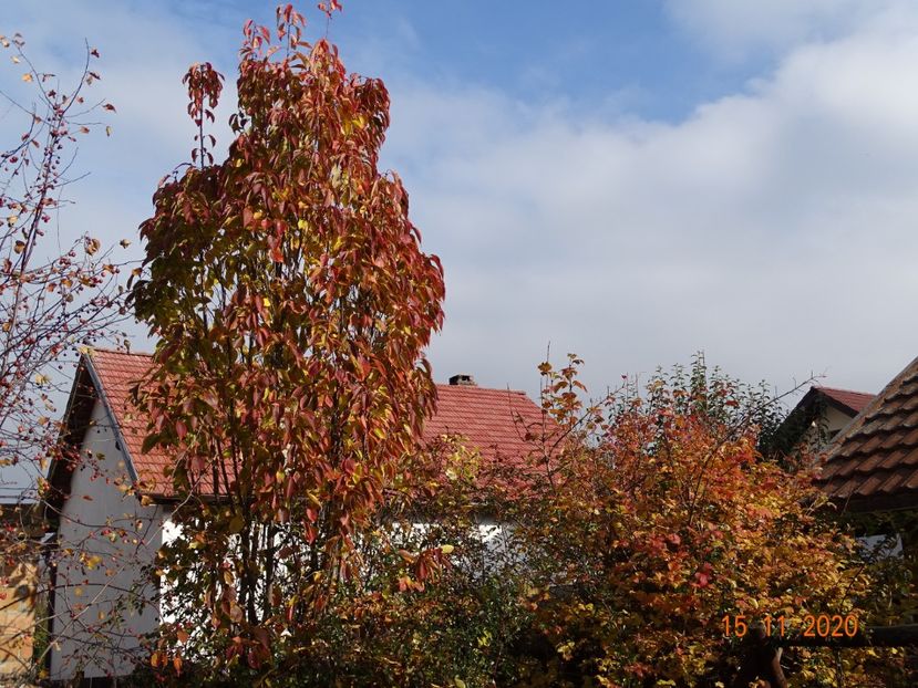  - Copacei si arbusti 2020