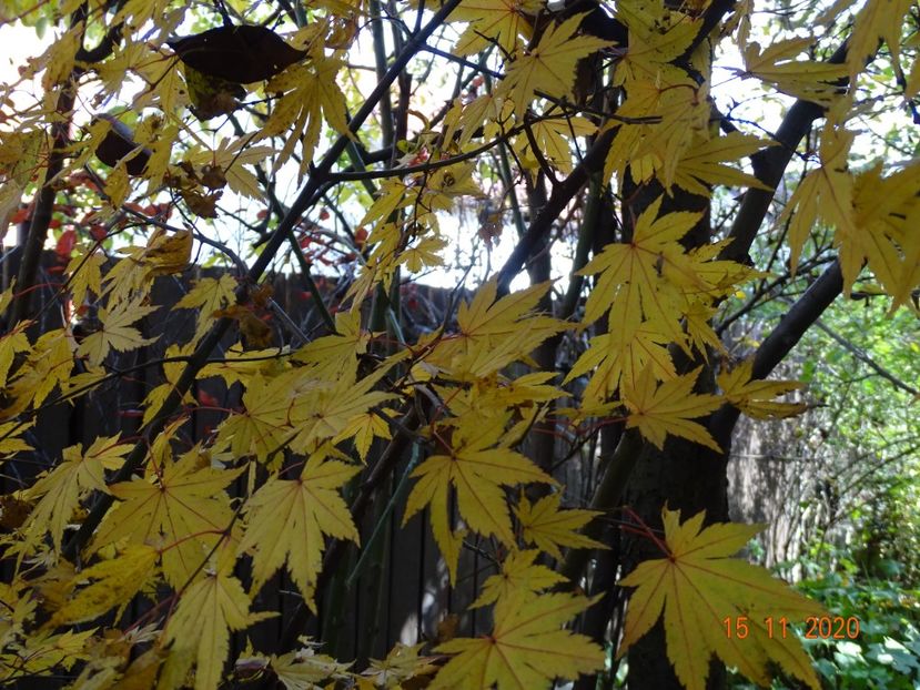  - Copacei si arbusti 2020