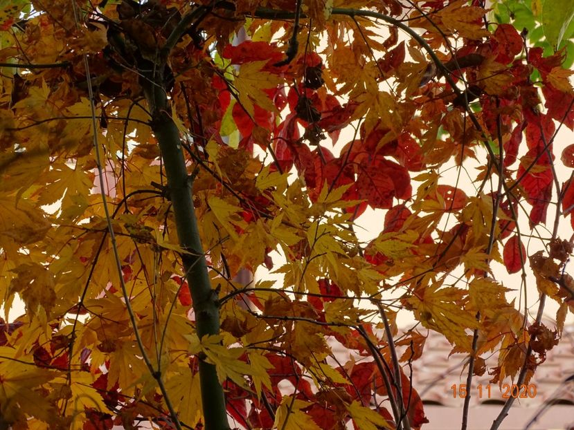  - Copacei si arbusti 2020