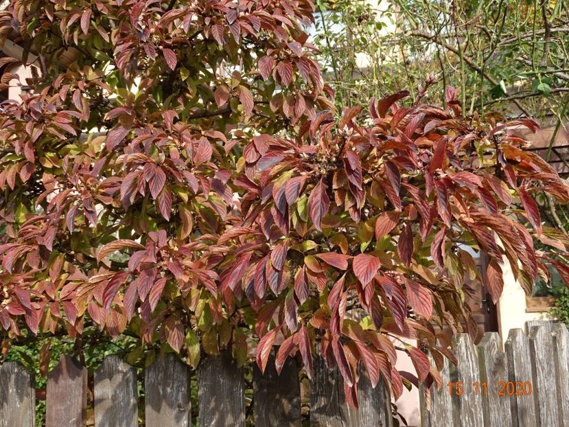  - Copacei si arbusti 2020