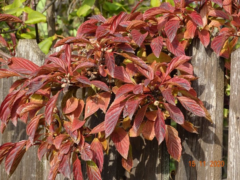  - Copacei si arbusti 2020