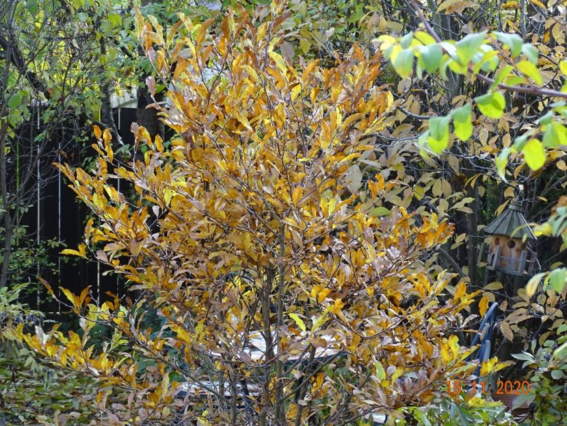  - Copacei si arbusti 2020