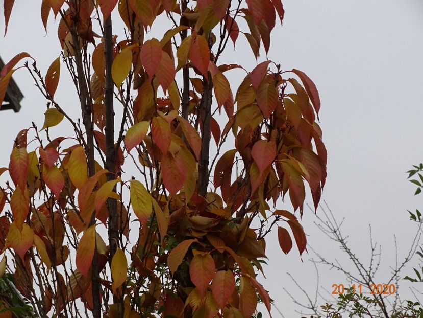  - Copacei si arbusti 2020